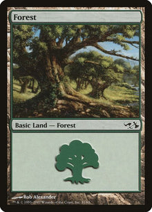 31-forest